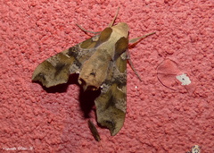 Callionima grisescens