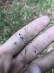 Dichanthelium angustifolium