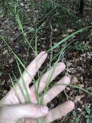 Dichanthelium angustifolium