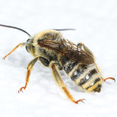 Melissodes robustior