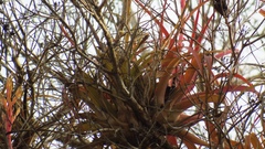 Tillandsia roland-gosselinii