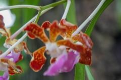 Vanda insignis