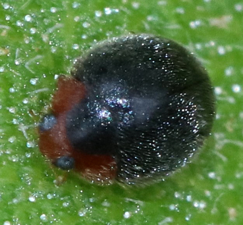 Lady beetle