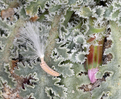 Glyptopleura marginata