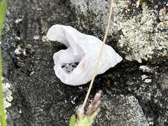 Crepipatella lingulata