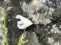 Crepipatella lingulata