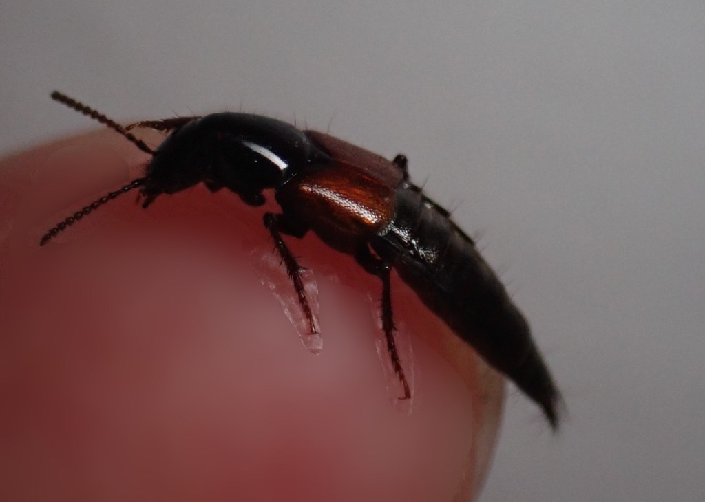 Large rove beetle