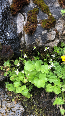 Kumlienia hystricula