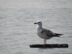 Larus fuscus