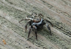 Carrhotus coronatus