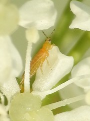 Frankliniella