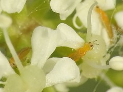 Frankliniella