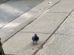 Columba livia
