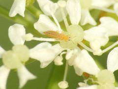 Frankliniella