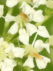 Frankliniella