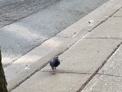 Columba livia