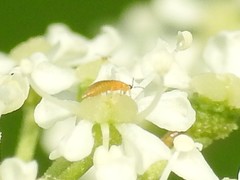 Frankliniella