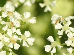 Frankliniella