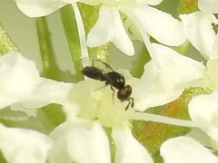 Macroglenes