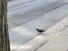 Columba livia
