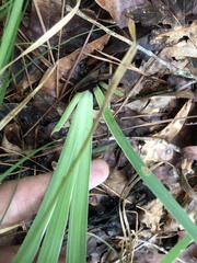 Iris verna smalliana