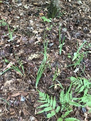 Iris verna smalliana