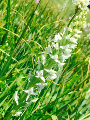 Platanthera dilatata leucostachys