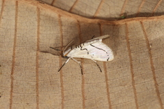 Linosta centralis