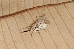 Linosta centralis