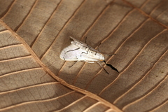 Linosta centralis