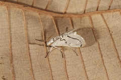 Linosta centralis