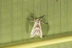 Linosta centralis