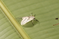Linosta centralis
