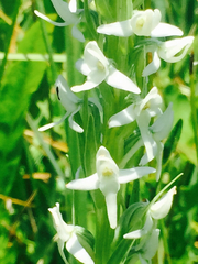 Platanthera dilatata leucostachys