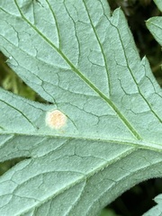 Puccinia hydrophylli