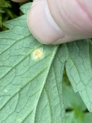 Puccinia hydrophylli