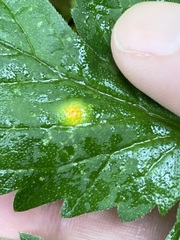 Puccinia hydrophylli