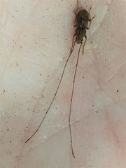 Arecopais spectabilis
