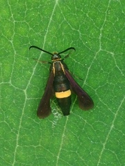 Carmenta pyralidiformis