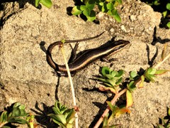 Trachylepis striata