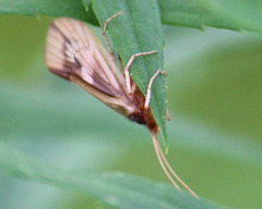 Platycentropus radiatus