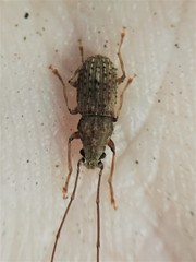 Arecopais spectabilis