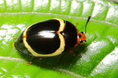 Iphiclus circulus