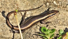 Trachylepis striata