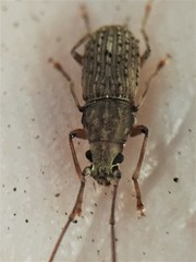 Arecopais spectabilis
