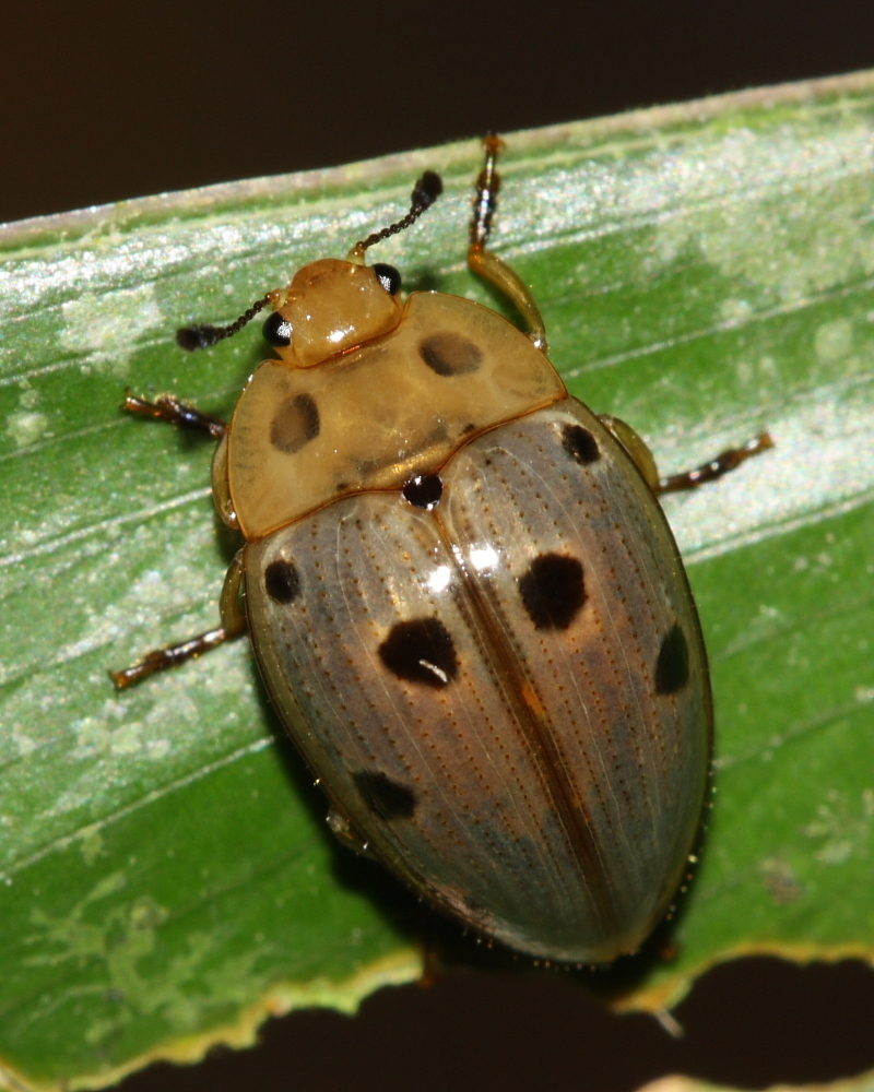 Iphiclus bistripunctatus