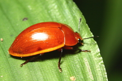 Iphiclus lateripunctatus