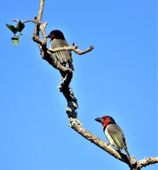 Lybius torquatus torquatus