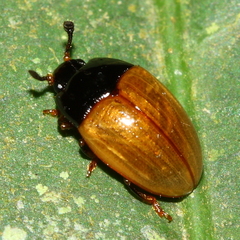 Mycotretus fulvilabris