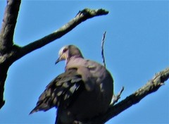 Streptopelia semitorquata